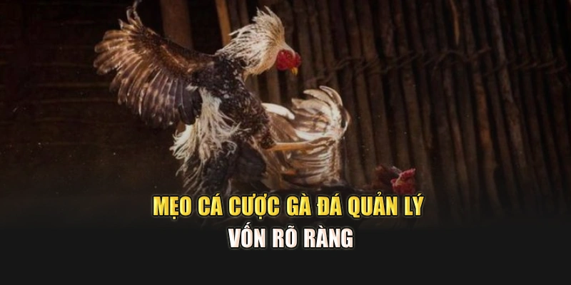 Mẹo cá cược gà đá quản lý vốn rõ ràng