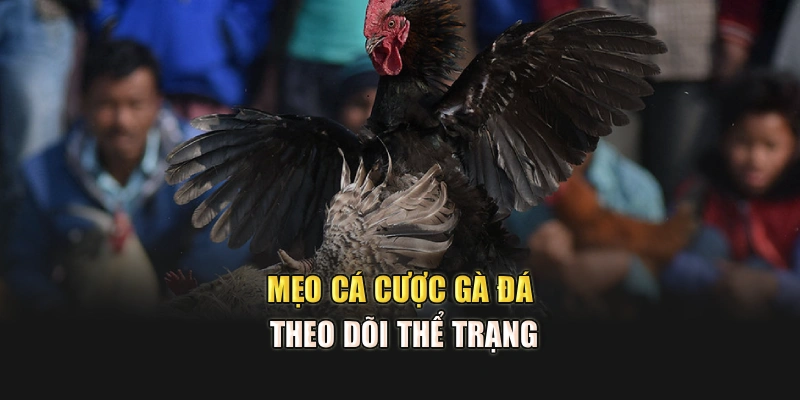 Mẹo cá cược gà đá - Theo dõi thể trạng