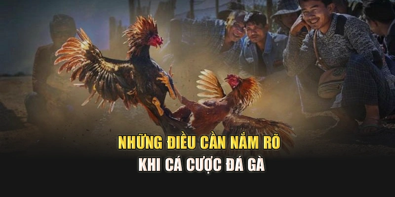 Những điều cần nắm rõ khi cá cược đá gà